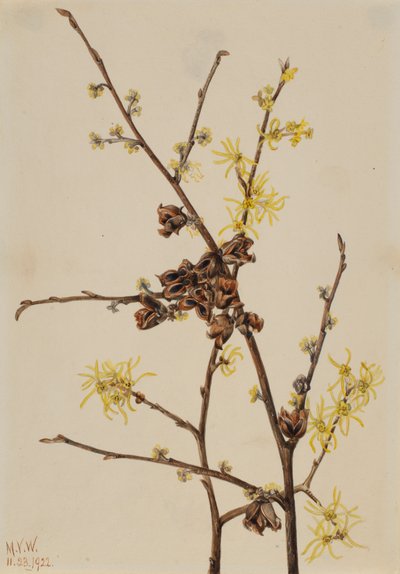Boszorkánymogyoró Hamamelis virginiana, 1922. alkotó: Mary Vaux Walcott