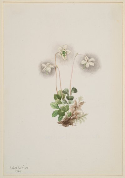 Fa-Nymph (Moneses uniflora) alkotó: Mary Vaux Walcott