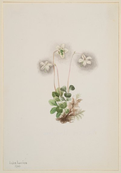 Wood-Nymph Moneses uniflora, 1902. alkotó: Mary Vaux Walcott