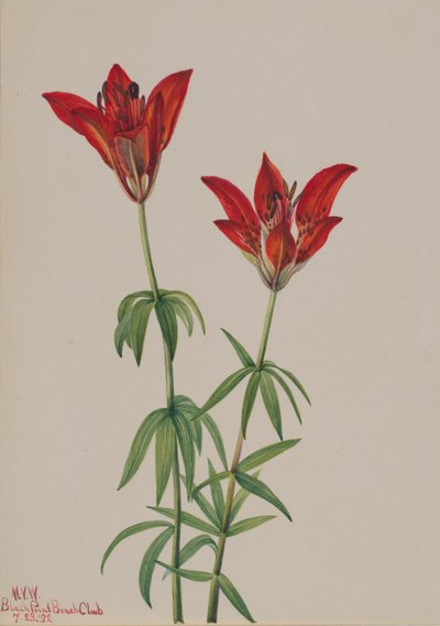 Erdei liliom (Lilium philadelphicum) alkotó: Mary Vaux Walcott