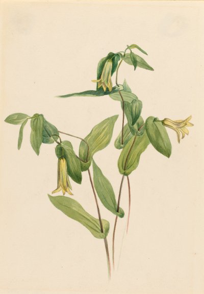 Erdei vadalma (Uvularia perfoliata) alkotó: Mary Vaux Walcott