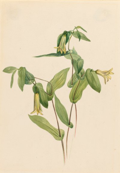 Wood Merrybells Uvularia perfoliata, n.d. alkotó: Mary Vaux Walcott