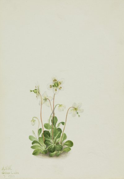 Erdei nimfa (Moneses uniflora) alkotó: Mary Vaux Walcott
