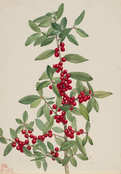 Yaupon (Ilex vomitoria) alkotó: Mary Vaux Walcott