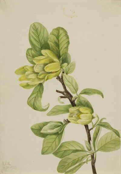 Sárga uborkafa (Magnolia cordata) alkotó: Mary Vaux Walcott