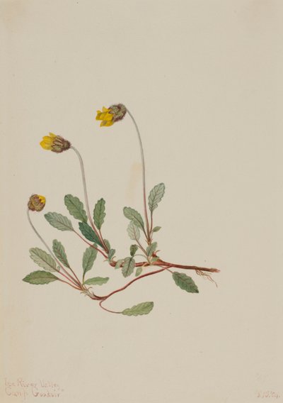 Sárga Dryád (Dryas drummondii) alkotó: Mary Vaux Walcott