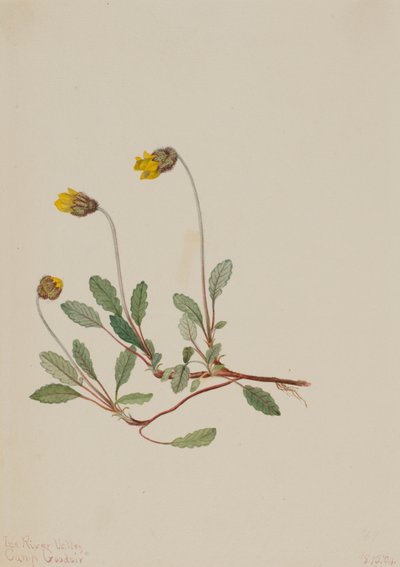 Sárga Dryad Dryas drummondii, 1904. alkotó: Mary Vaux Walcott