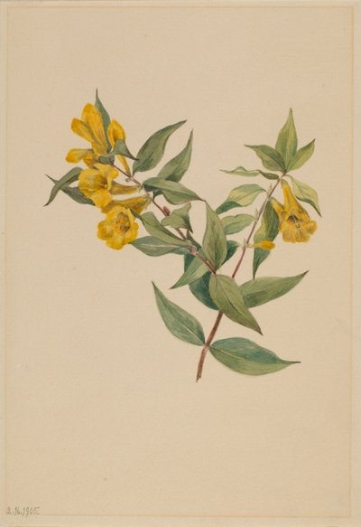 Sárga jessamin (Gelsemium sempervirens) alkotó: Mary Vaux Walcott