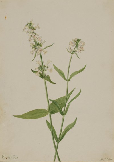 Sárga Pentstemon (Pentstemon confertus) alkotó: Mary Vaux Walcott