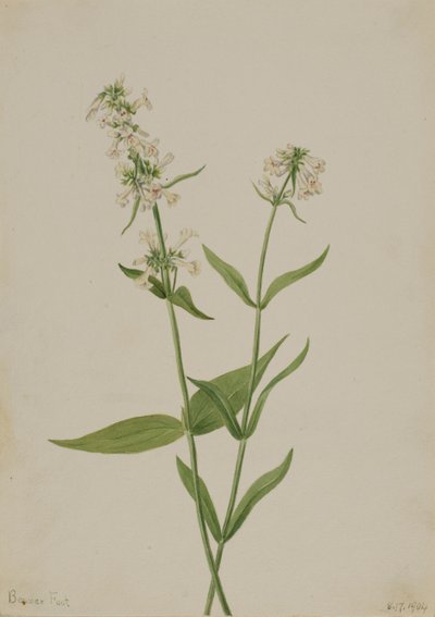 Sárga Penstemon Penstemon confertus, 1904. alkotó: Mary Vaux Walcott