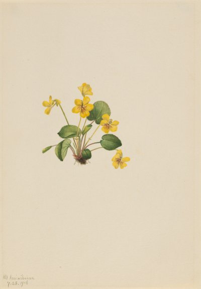 Sárga ibolya (Viola orbiculata) alkotó: Mary Vaux Walcott
