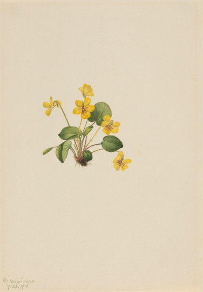 Sárga ibolya Viola orbiculata, 1916. alkotó: Mary Vaux Walcott