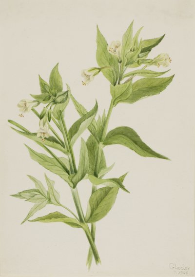 Sárga fűzfűz (Epilobium lutem) alkotó: Mary Vaux Walcott