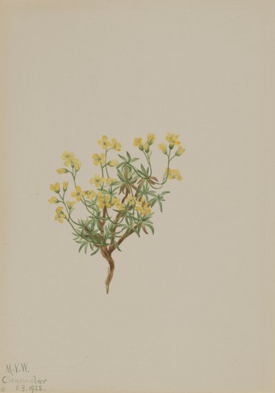 Sárgafűzfű, 1922. alkotó: Mary Vaux Walcott