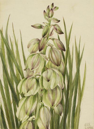 Yucca (Yucca baileyi) alkotó: Mary Vaux Walcott
