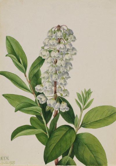 Zenobia (Zenobia cassinifolia) alkotó: Mary Vaux Walcott
