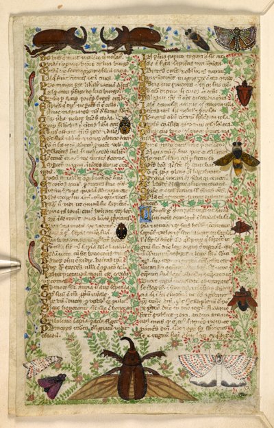 Hozzáadás. 28841, f.4v: Lepkék és szarvas bogarak, az erényekről és gonoszságokról szóló traktátusból, valamint Szicília névtelen prózatörténetéből (töredék), 1330-40 körül (vellum) alkotó: Master of the Cocharelli Codex
