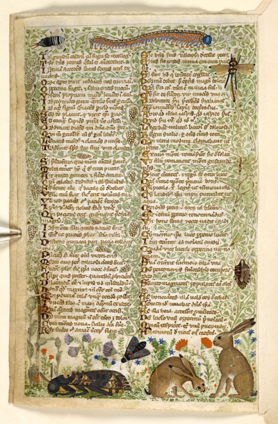 Hozzáadás. 28841, f.6v: Nyulak és rovarok, beleértve a hernyót, a szitakötőt és a lepkét, az erényekről és gonoszságokról szóló traktátusból, valamint Szicília névtelen prózatörténetéből (töredék), 1330-40 körül (vellum) alkotó: Master of the Cocharelli Codex