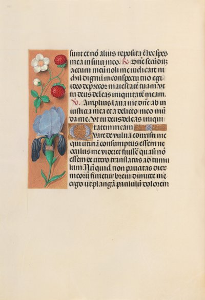 Izabella katolikus királyné, spanyol királynő órái: Fol. 245V, c. 1500. alkotó: Master of the First Prayerbook of Maximillian
