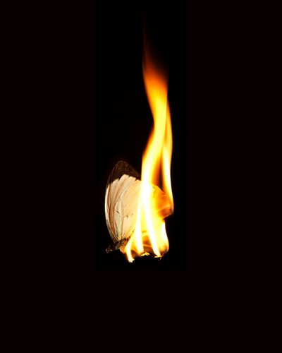 Égő pillangó 11, 2013 (Lambda print) alkotó: Mat Collishaw