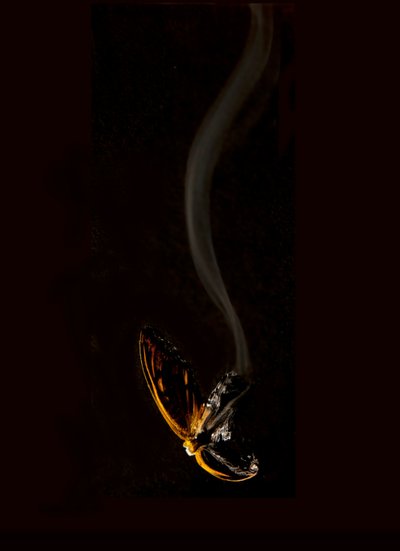 Égő pillangó 15, 2013 (Lambda print) alkotó: Mat Collishaw