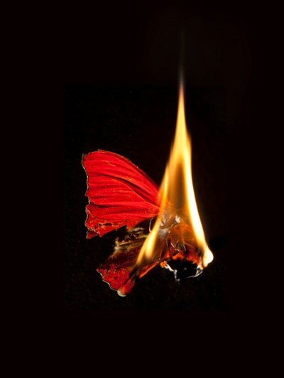 Égő pillangó 18, 2013 (Lambda print) alkotó: Mat Collishaw