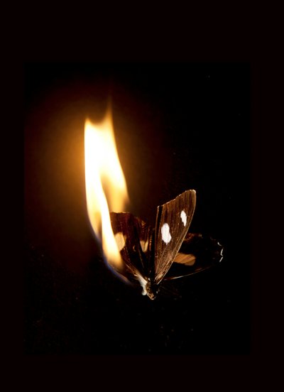 Égő pillangó 21, 2013 (Lambda print) alkotó: Mat Collishaw