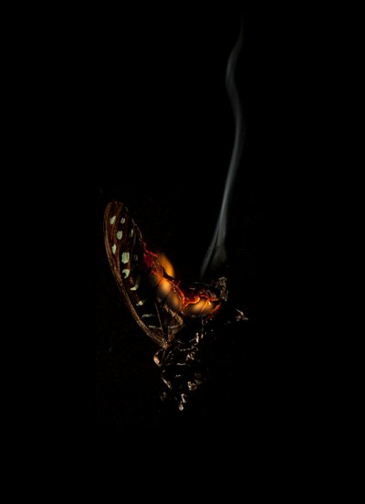 Burning Butterfly 5, 2013 (Lambda print) alkotó: Mat Collishaw