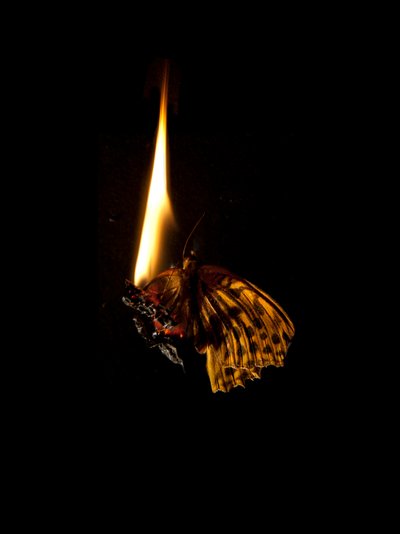 Burning Butterfly 6, 2013 (Lambda print) alkotó: Mat Collishaw