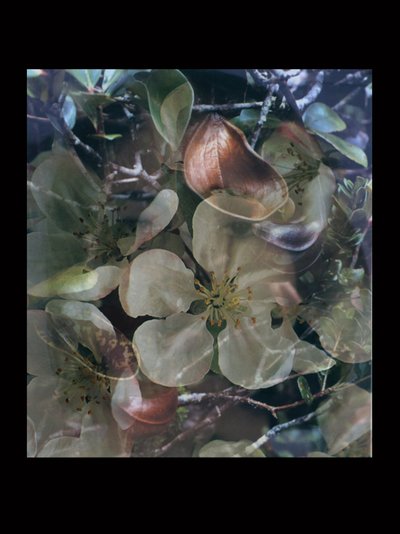 Hústüzelők 5 alkotó: Mat Collishaw