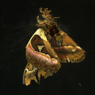 Rovarölőszer 11, 2006 (C-típusú fénykép) alkotó: Mat Collishaw