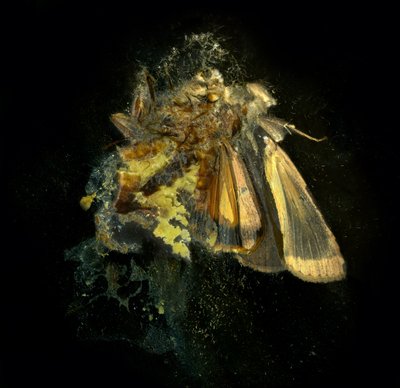 Rovarölőszer 12, 2006 (C-típusú fénykép) alkotó: Mat Collishaw
