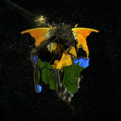 Rovarölőszer 14, 2009 (C-típusú fénykép) alkotó: Mat Collishaw