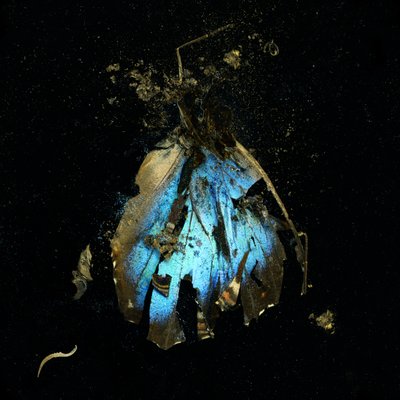 Rovarölőszer 16, 2009 (C-típusú fénykép) alkotó: Mat Collishaw