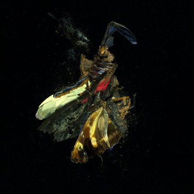 Rovarölő szer 18, 2009 (C-típusú fénykép) alkotó: Mat Collishaw
