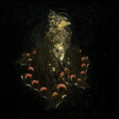 Rovarölő szer, 2011. 28. (C-típusú fénykép) alkotó: Mat Collishaw