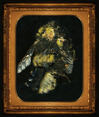 Rovarölőszer 2, 2006 (C-típusú fénykép) alkotó: Mat Collishaw