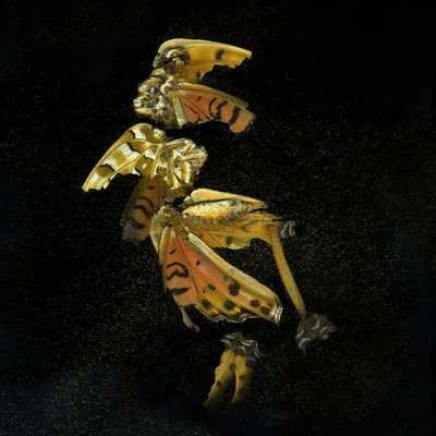 Rovarölő szer 35, 2011 (C-típusú fénykép) alkotó: Mat Collishaw