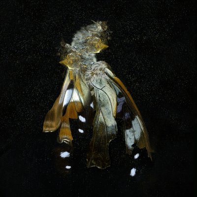 Rovarölő szer 38, 2011 (C-típusú fénykép) alkotó: Mat Collishaw