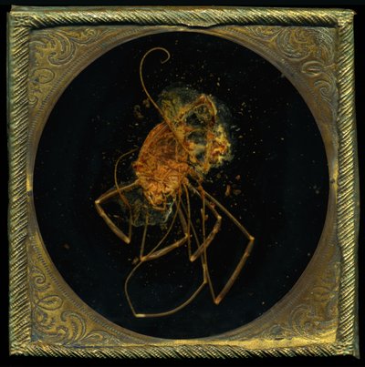 Rovarölő szer 5, 2006 (C-típusú fénykép) alkotó: Mat Collishaw