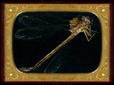 Rovarölőszer 7, 2006 (C-típusú fénykép) alkotó: Mat Collishaw