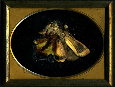 Rovarölőszer 8, 2006 (C-típusú fénykép) alkotó: Mat Collishaw
