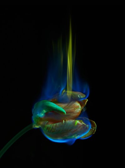 The Poisoned Page, 2013 (C-típusú fotó) alkotó: Mat Collishaw