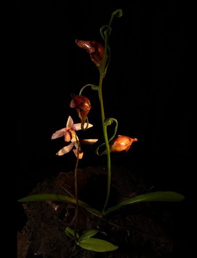 Venal Muse, Lafage, 2012 (gyanta, zománcfesték, fa, üveg, acél) alkotó: Mat Collishaw