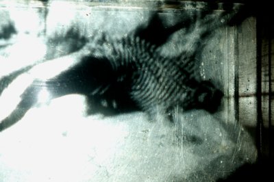 Giliszta, 2009 (fa, üveg, acél, projektor és lejátszó) alkotó: Mat Collishaw