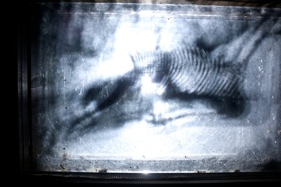 Giliszta, 2009 (fa, üveg, acél, projektor és lejátszó) alkotó: Mat Collishaw