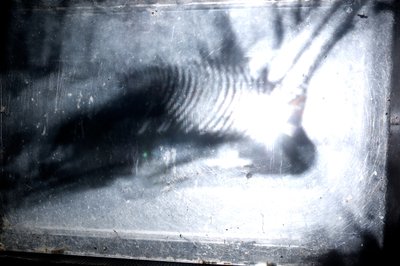 Giliszta, 2009 (fa, üveg, acél, projektor és lejátszó) alkotó: Mat Collishaw