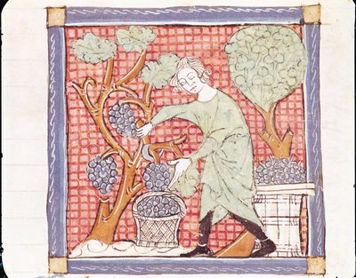 Fol.59r Szeptember: Az aratás alkotó: Matfre Ermengaut