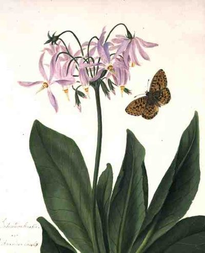 Dodecatheon Meadia és Butterfly (akvarell és gouache ceruzával, pergamen) alkotó: Matilda Conyers