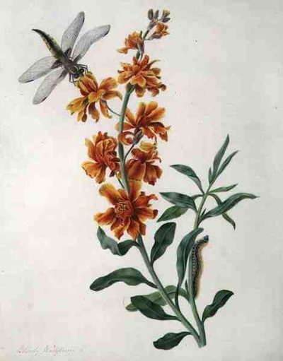 Erysimum Cheiri szitakötővel és hernyóval (akvarell és gouache ceruzával, pergamen) alkotó: Matilda Conyers